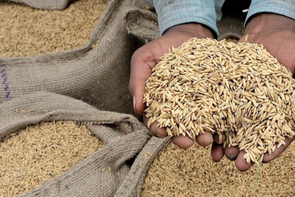 Study links climate change with rising arsenic levels in rice, increasing cancer risks for Asians