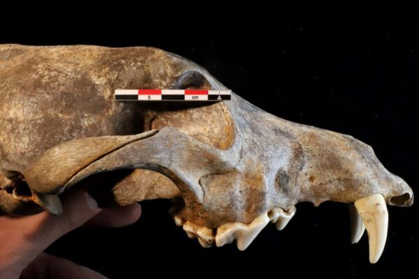 Stone Age dog skeleton hints at complex early relationship with pets