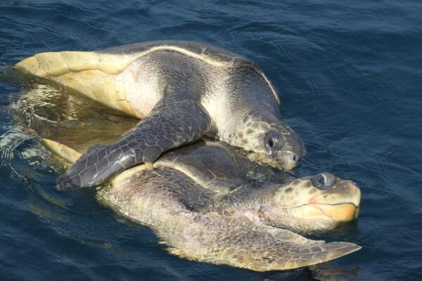 Olive ridley turtles prefer mates of similar size: Study