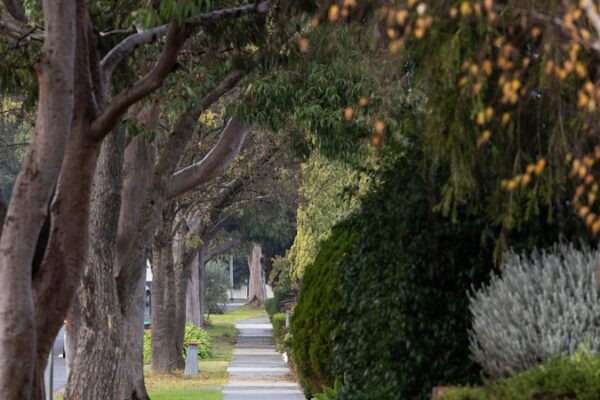 Majestic or menace? The suburb where scores of gumtrees face the chop
