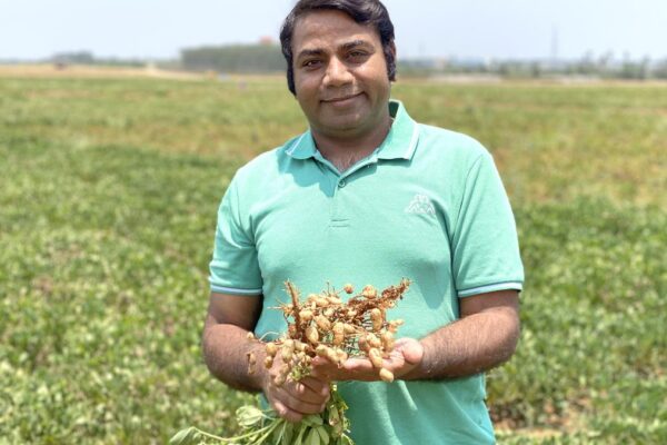 Scientists unlock genetic key to higher peanut yield