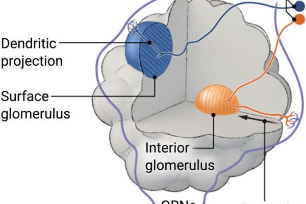Searching for partners | Science